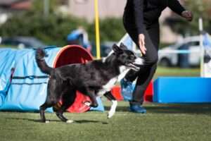 dog agility training