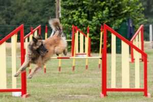 agility for dogs