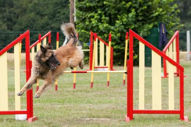 agility for dogs