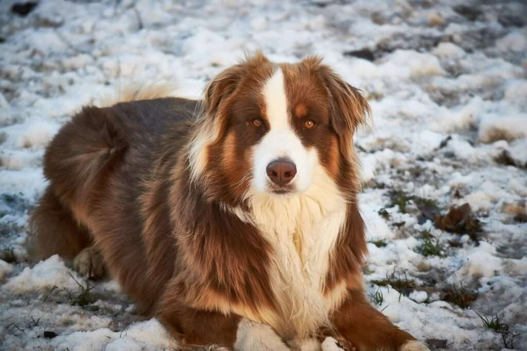 australian shepherd