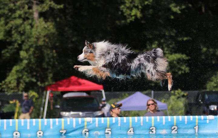 australian shepherd dock diving