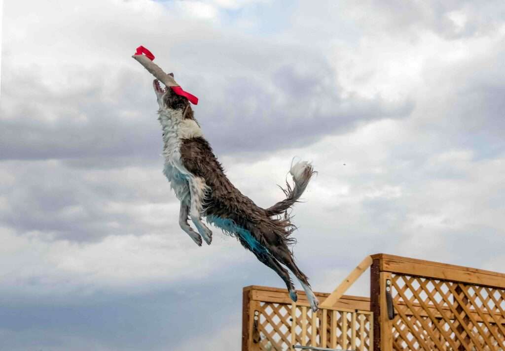 dock diving for beginners