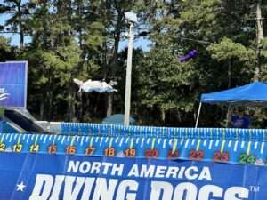dog dock diving dog sport