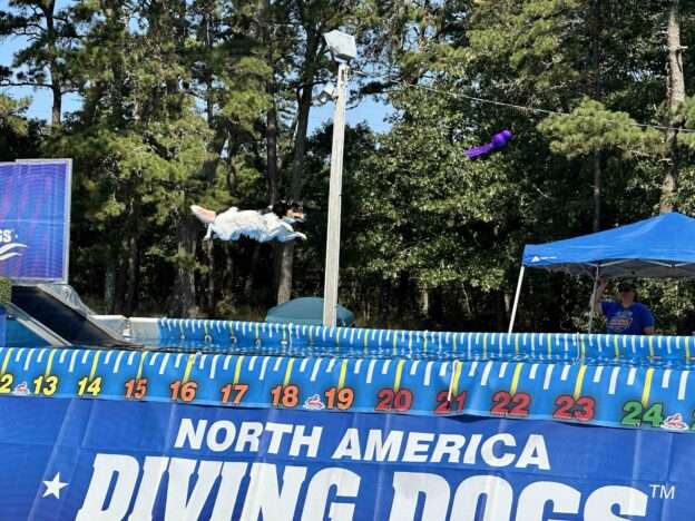 dog dock diving dog sport