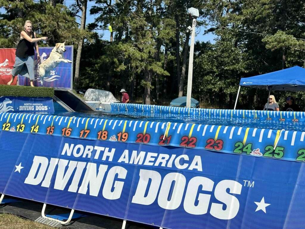 dock diving for dogs