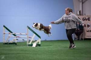 agility sport for dog