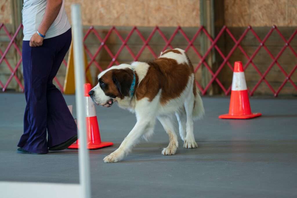 rally obedience dog sport