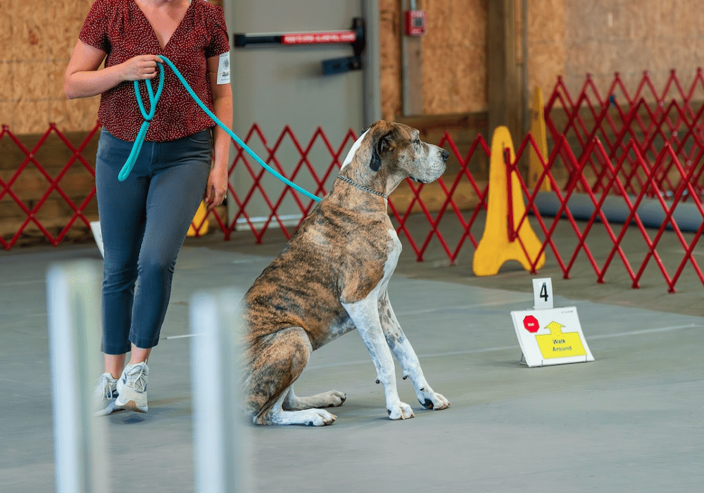 rally obedience course