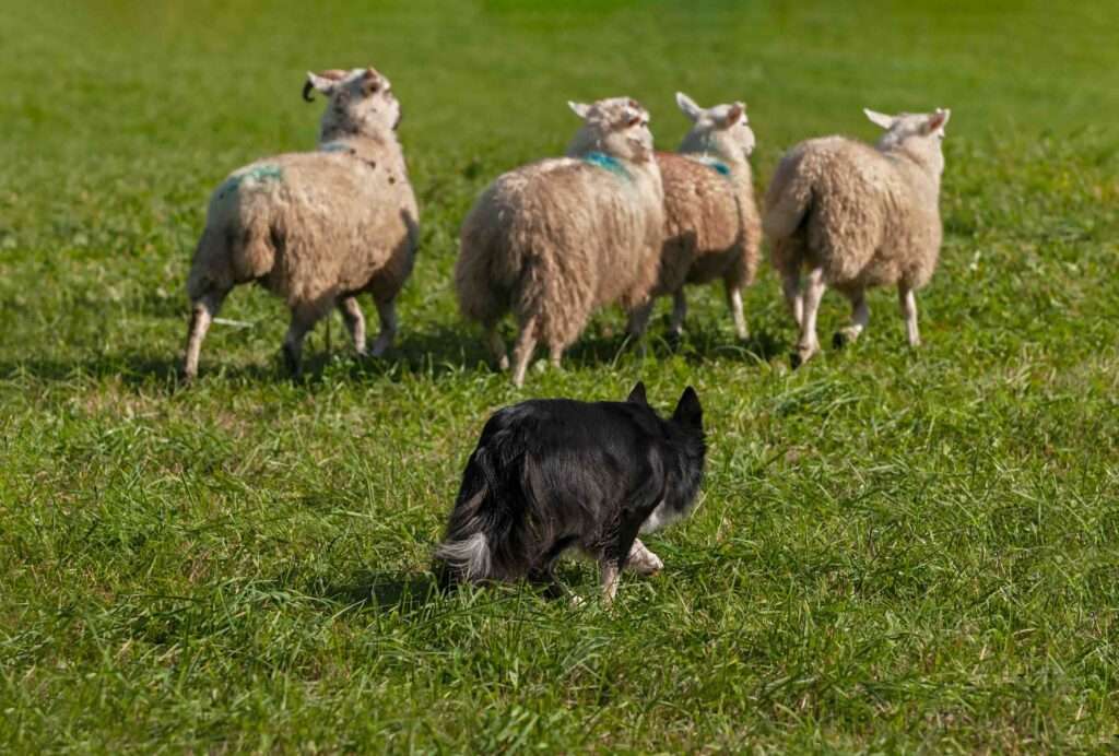 sheep herding