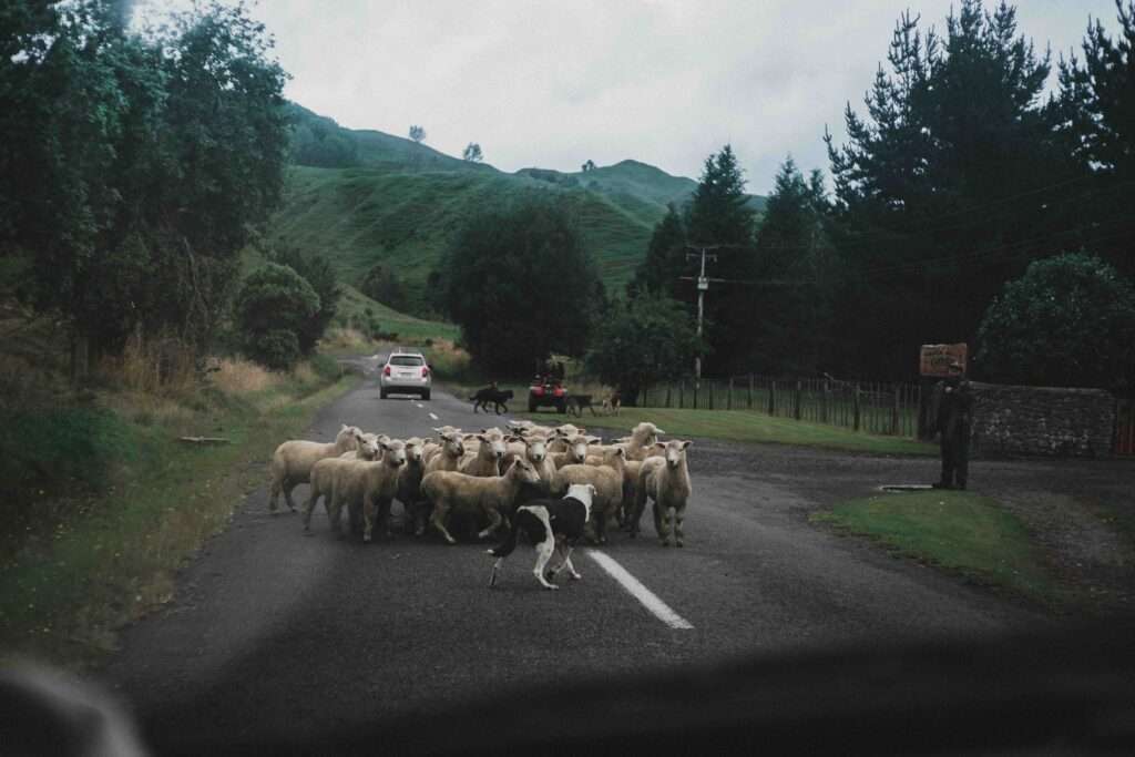 sheep herding dogs