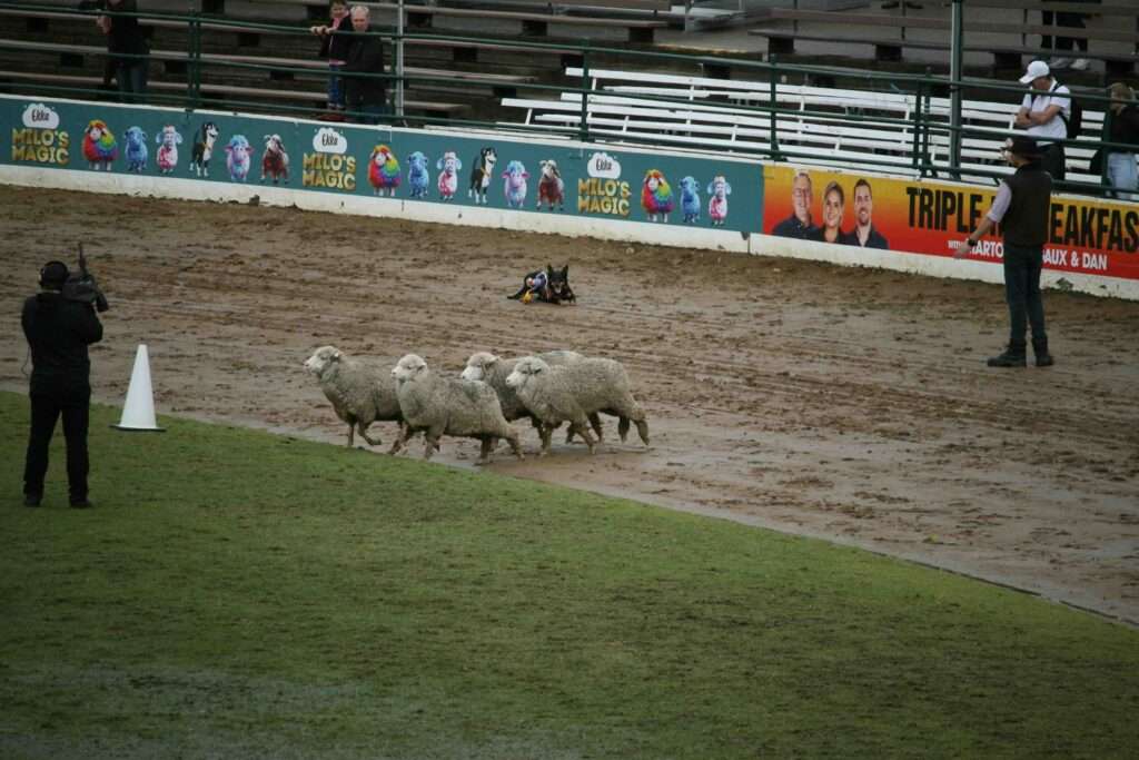 sheep herding trials
