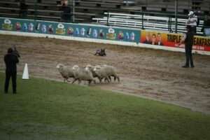 sheep herding trials