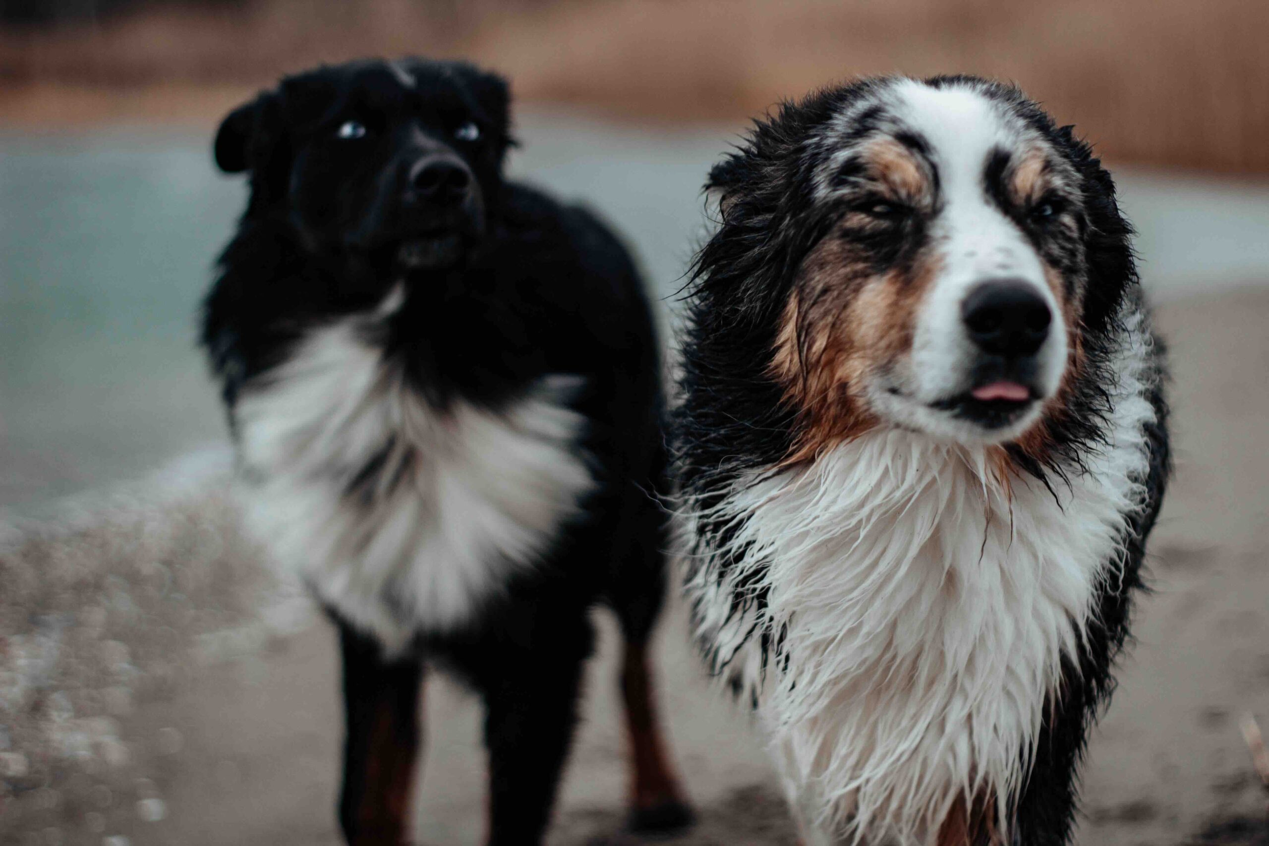 Australian Shepherd scaled jpeg