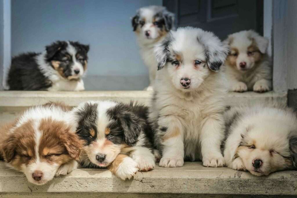 The Australian Shepherd Club of America