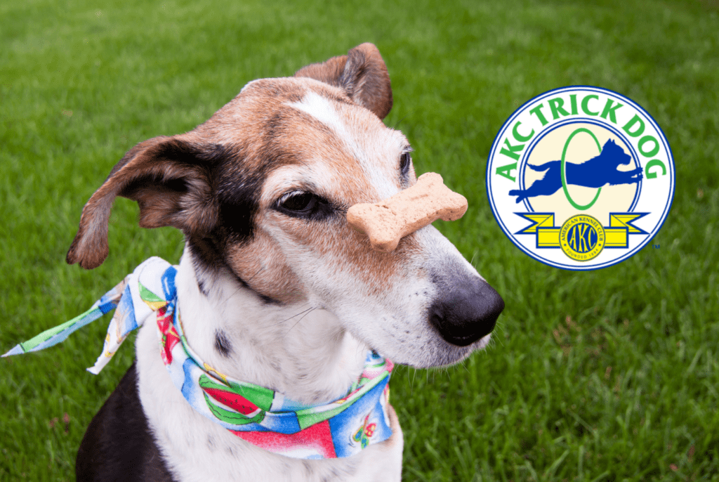 a dog with a bone on its nose