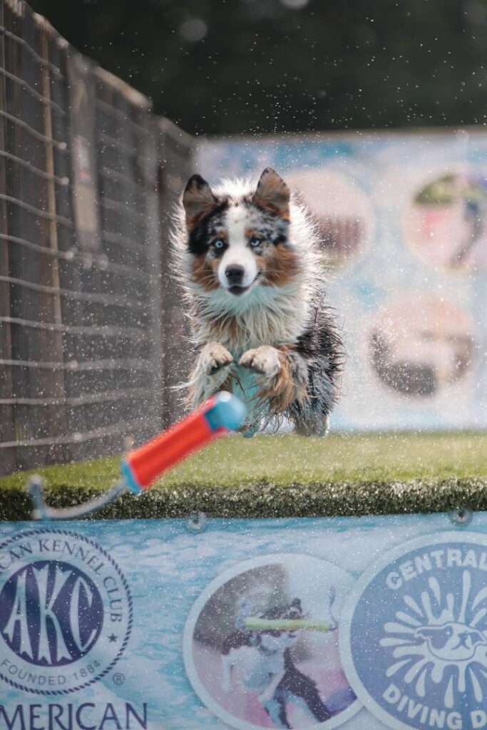 dock diving dog sport