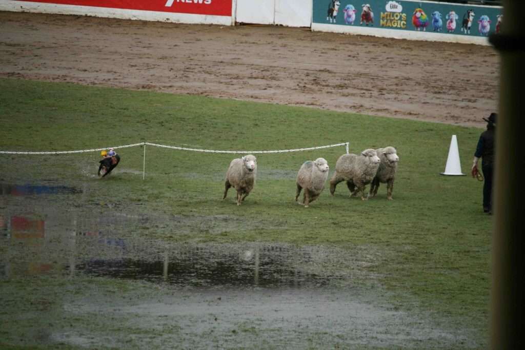 sheep herding trial