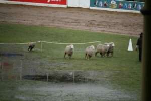 sheep herding trial