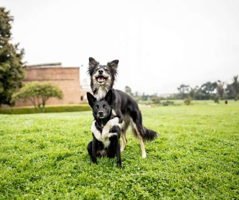 Trick Dog Advanced Title