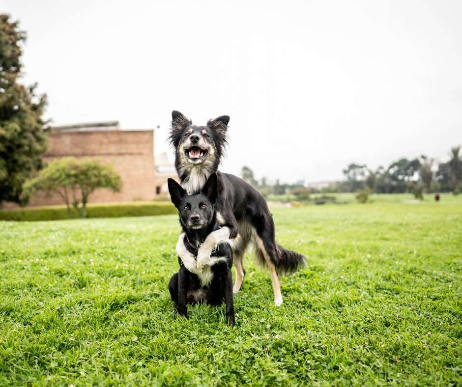 Trick Dog Advanced Title