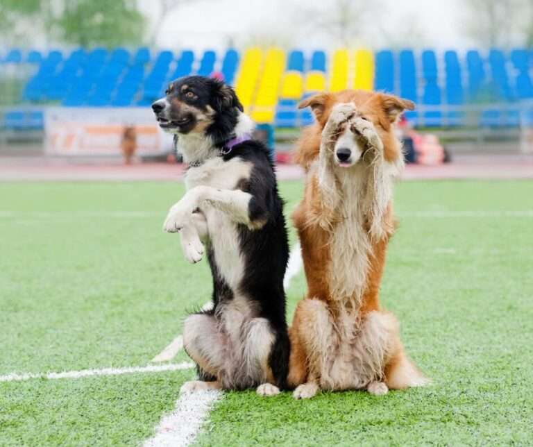 Virtual Trick Dog Titles