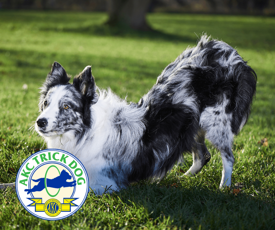 akc trick dog intermediate