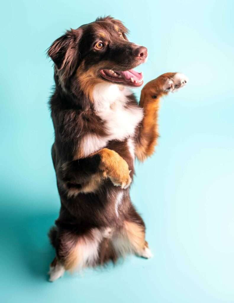 akc trick dog novice