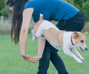 AKC Trick Dog Advanced