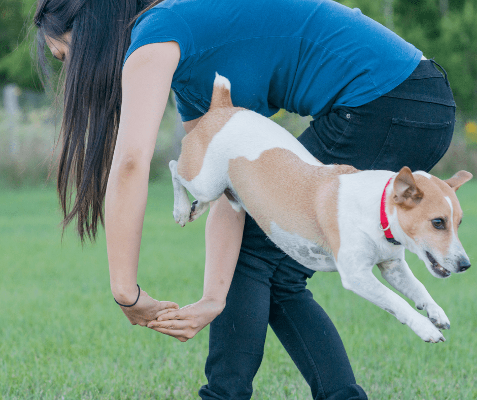 AKC Trick Dog Advanced