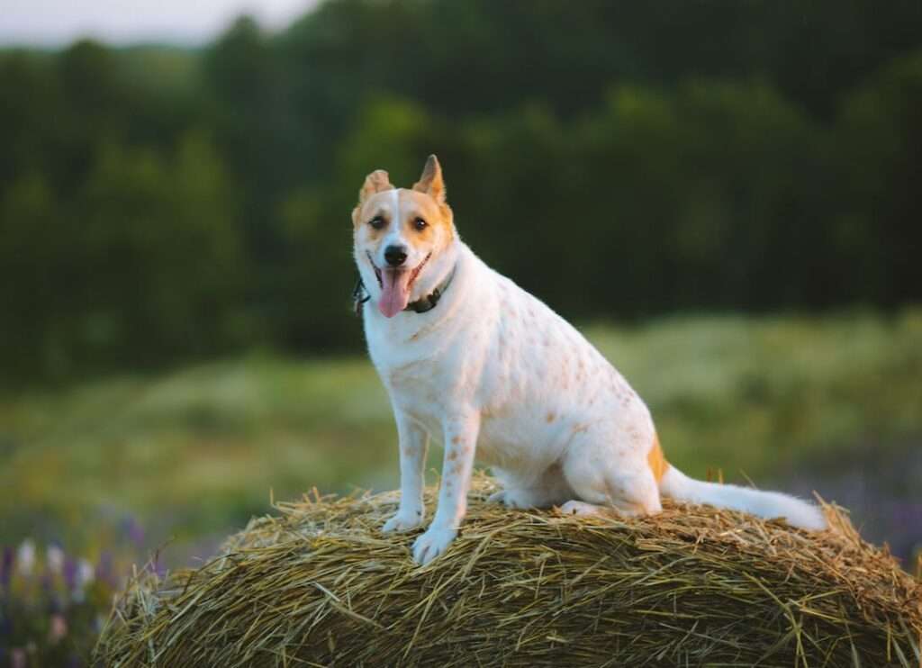 Farm Dog Certification
