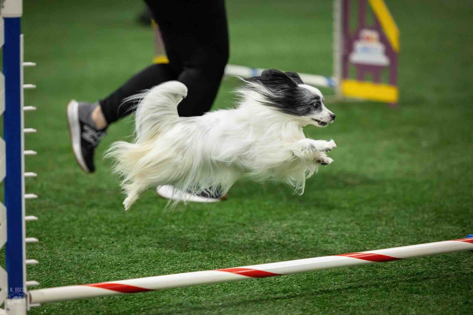 dog agility
