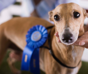 AKC Puppy of Achievement Program