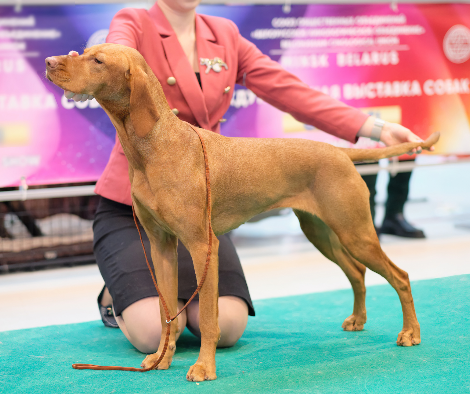 akc conformation titles