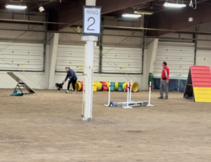 Dog Sports Competitions