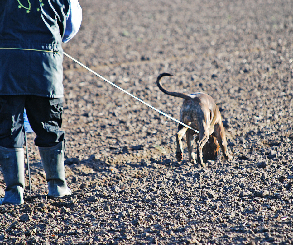 What is Dog Tracking?