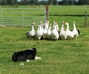 what is a Herding Instinct Test