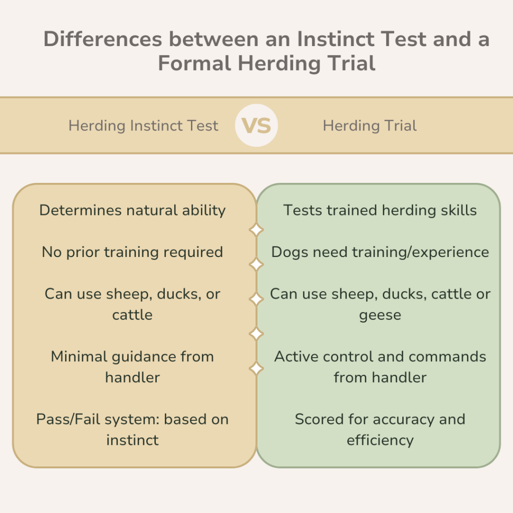 Herding Instinct Test vs. Herding Trials