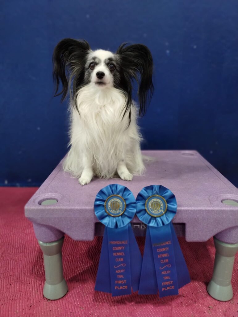 akc titles