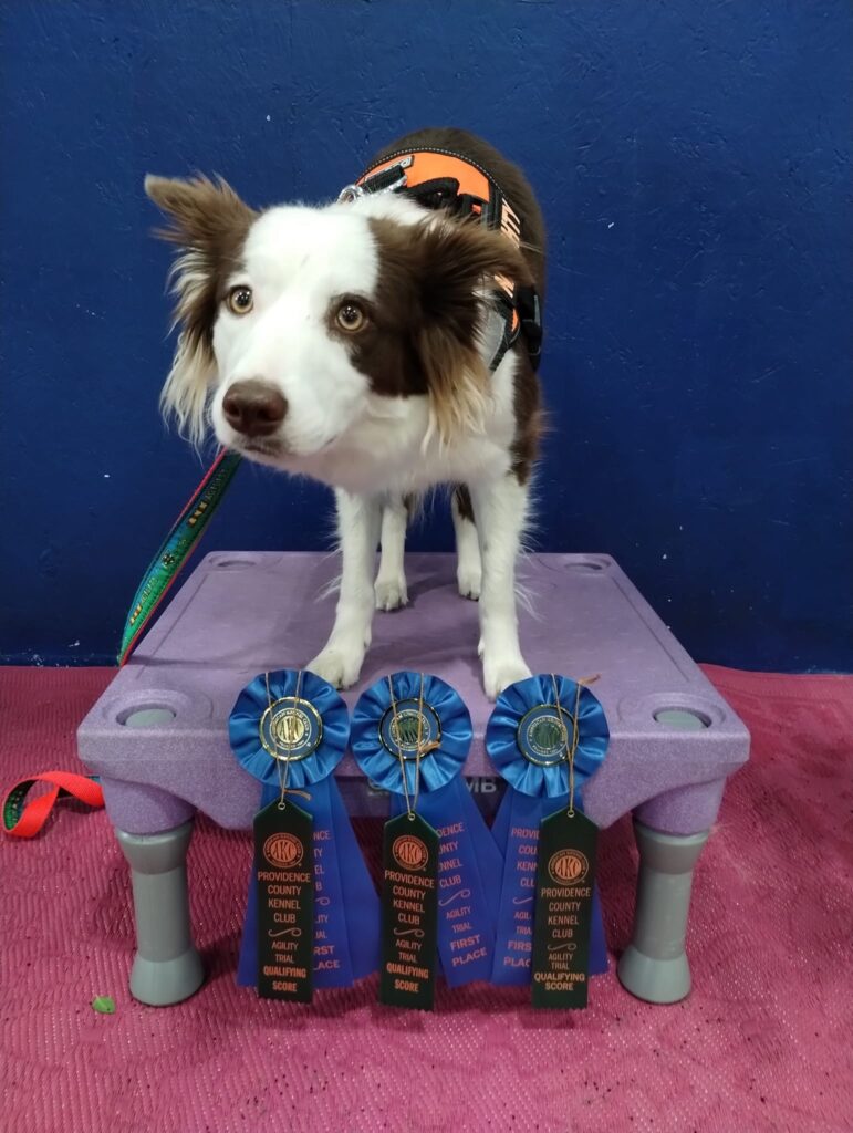 akc titles
