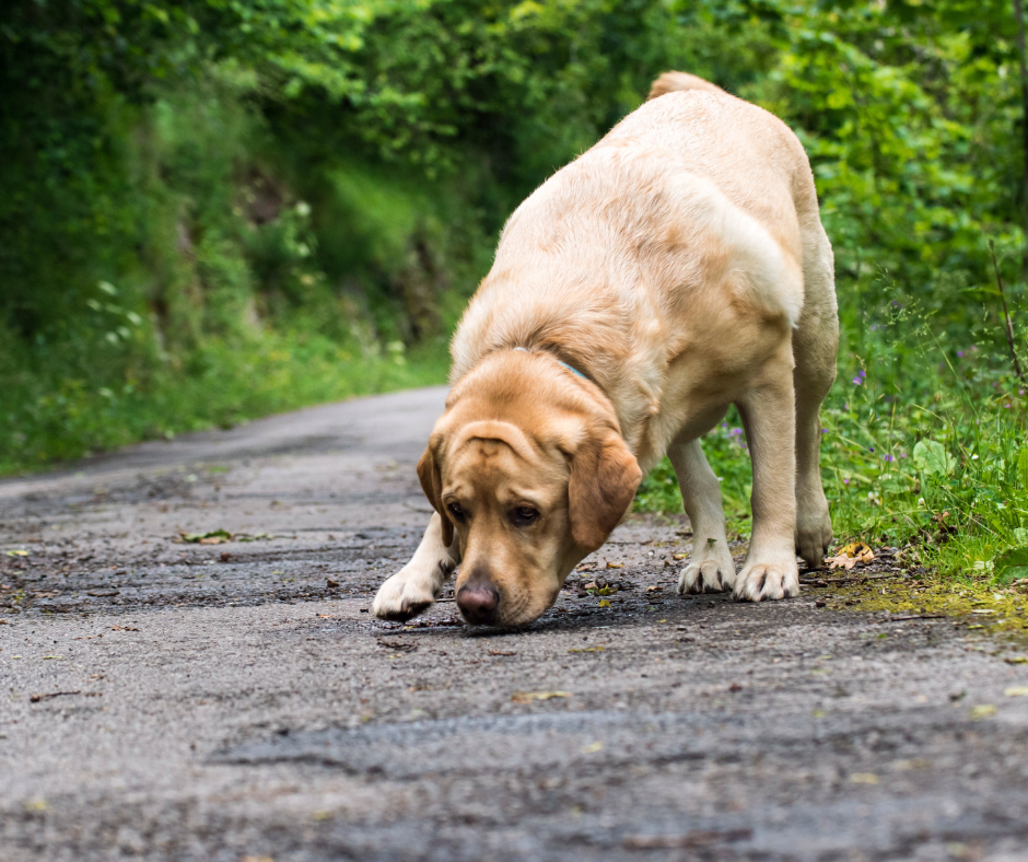 dog tracking training
