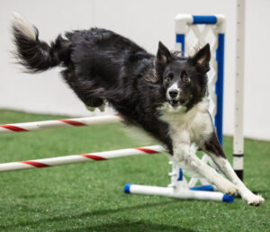 dog agility competitions