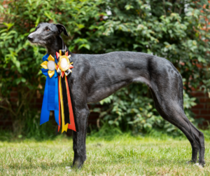 akc dog conformation