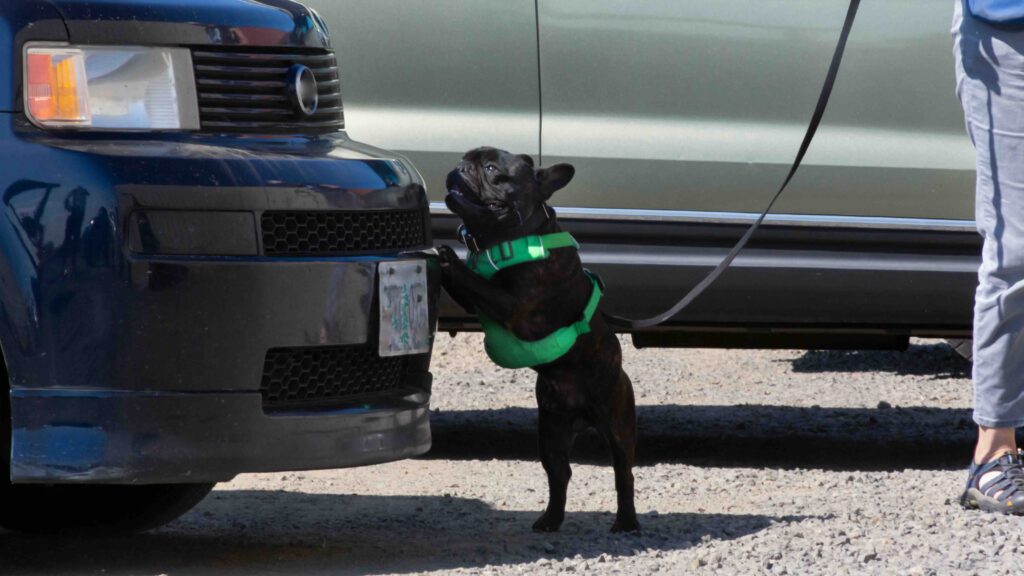 Dog Scent Training Kit