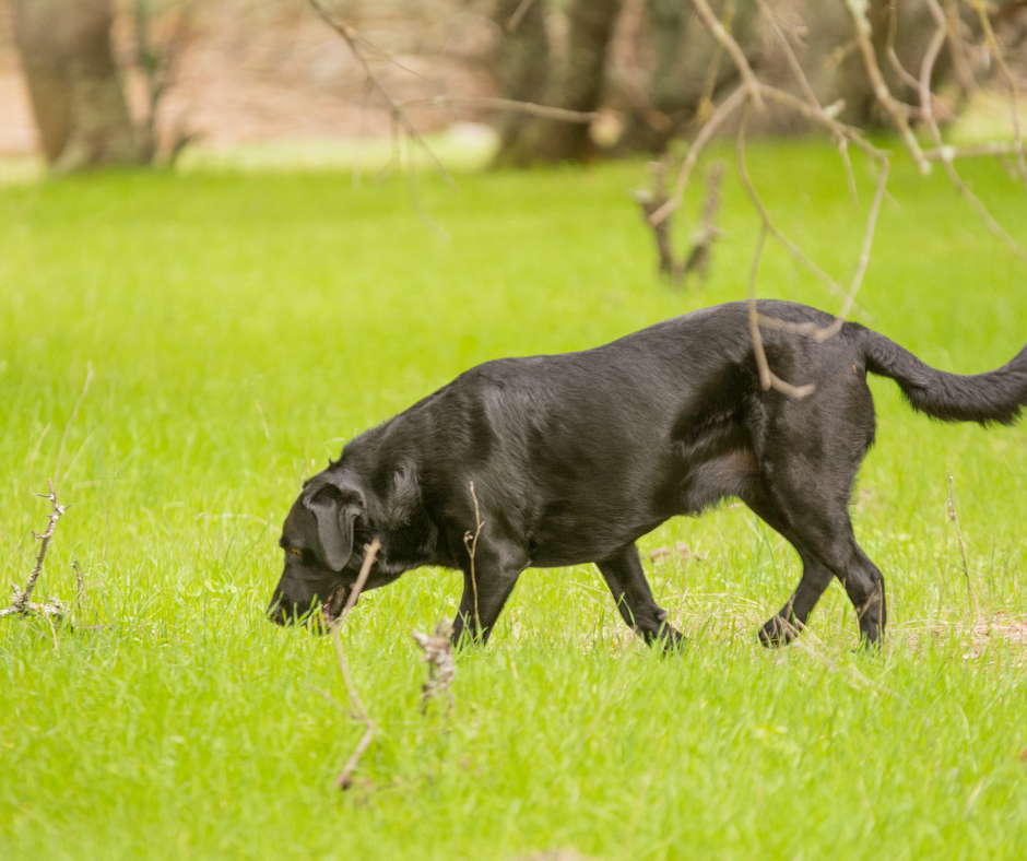 tracking dog sport