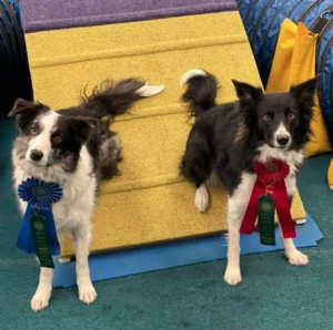 akc agility titles