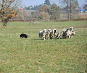 Herding Instinct Test