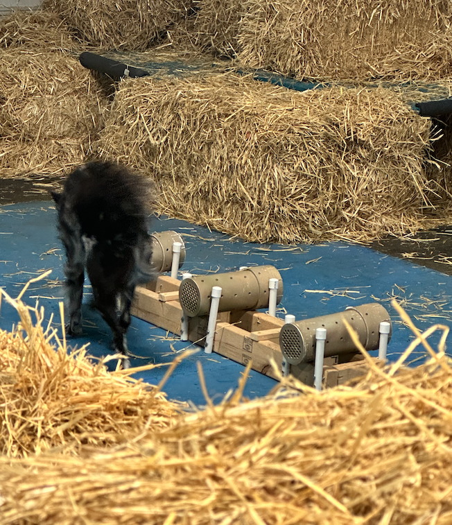 Barn Hunt Instinct Test