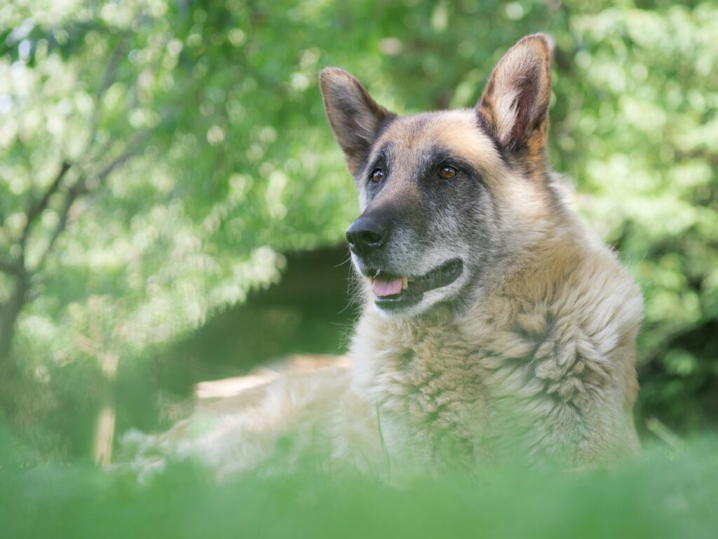 The Benefits of Dog Sports for Senior Dogs