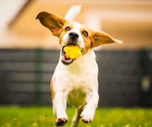 akc fetch program
