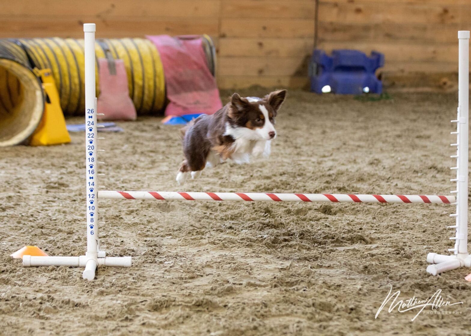 dog agility course equipment